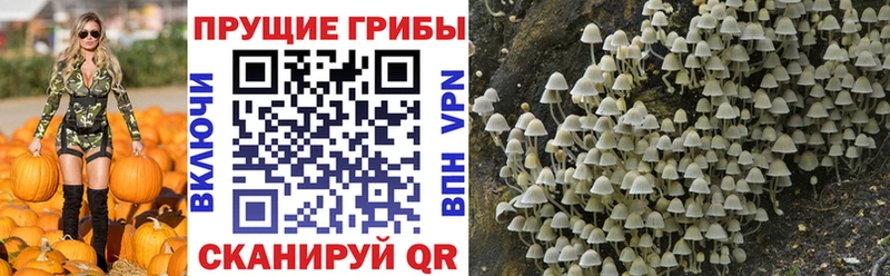 Псилоцибиновые грибы мицелий Нягань